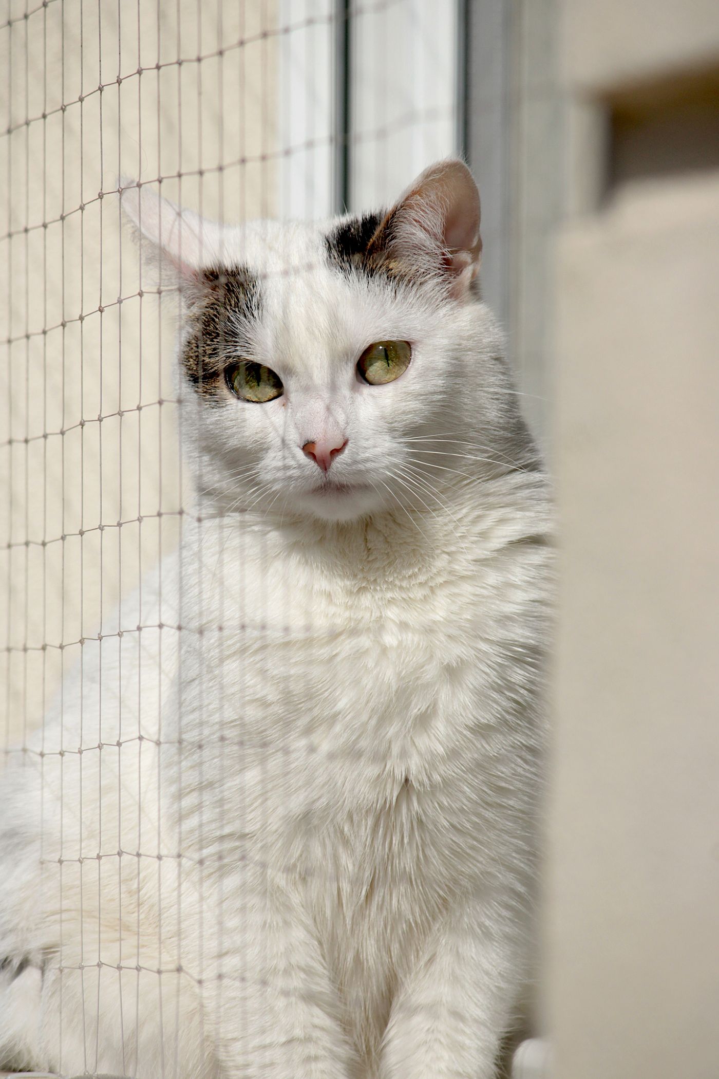Balcony cat net