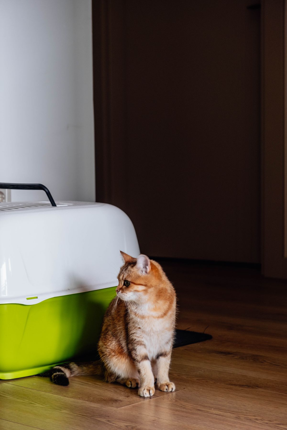 Indoor cat in a small apartment setting