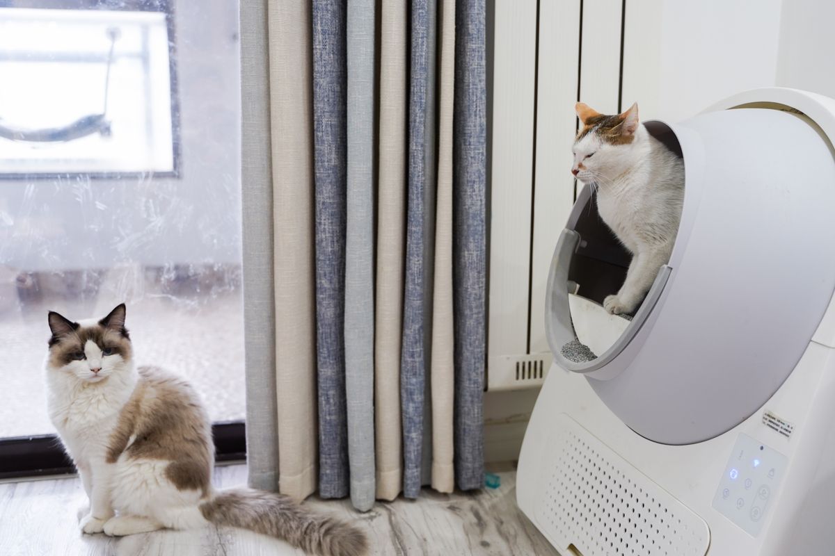 Apartment litter odor control products on a small-space shelf